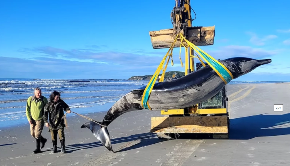 В Новой Зеландии обнаружили редчайший вид кита - ремнезуб