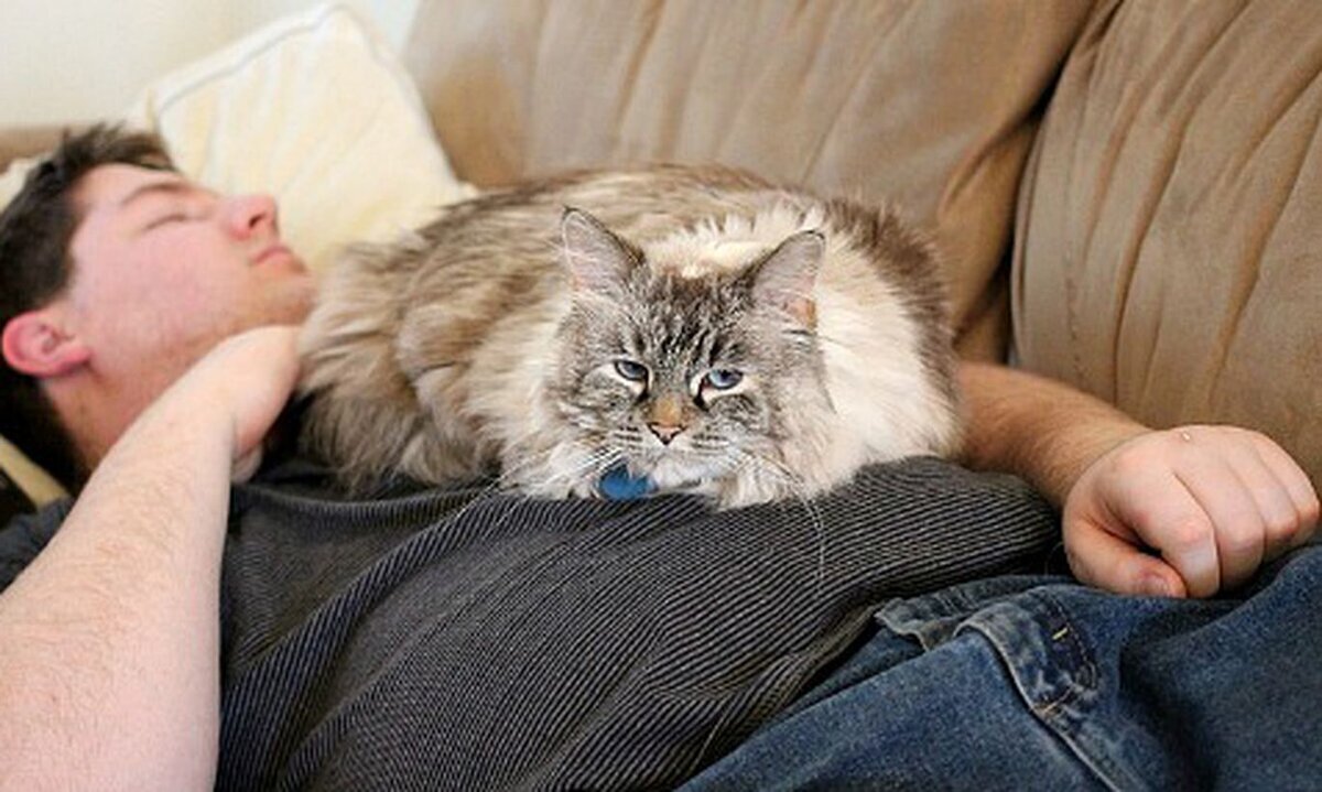 Нежные чувства к животным