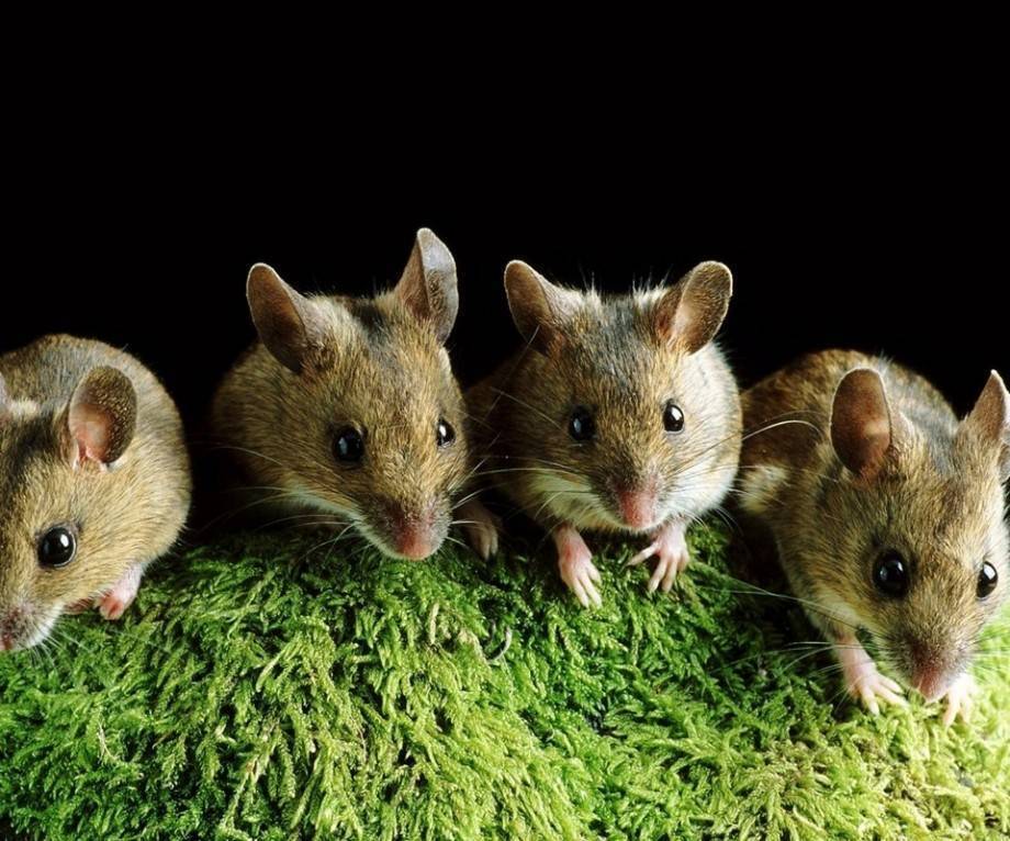 Школьные битвы: учитель против учителя или все на одного