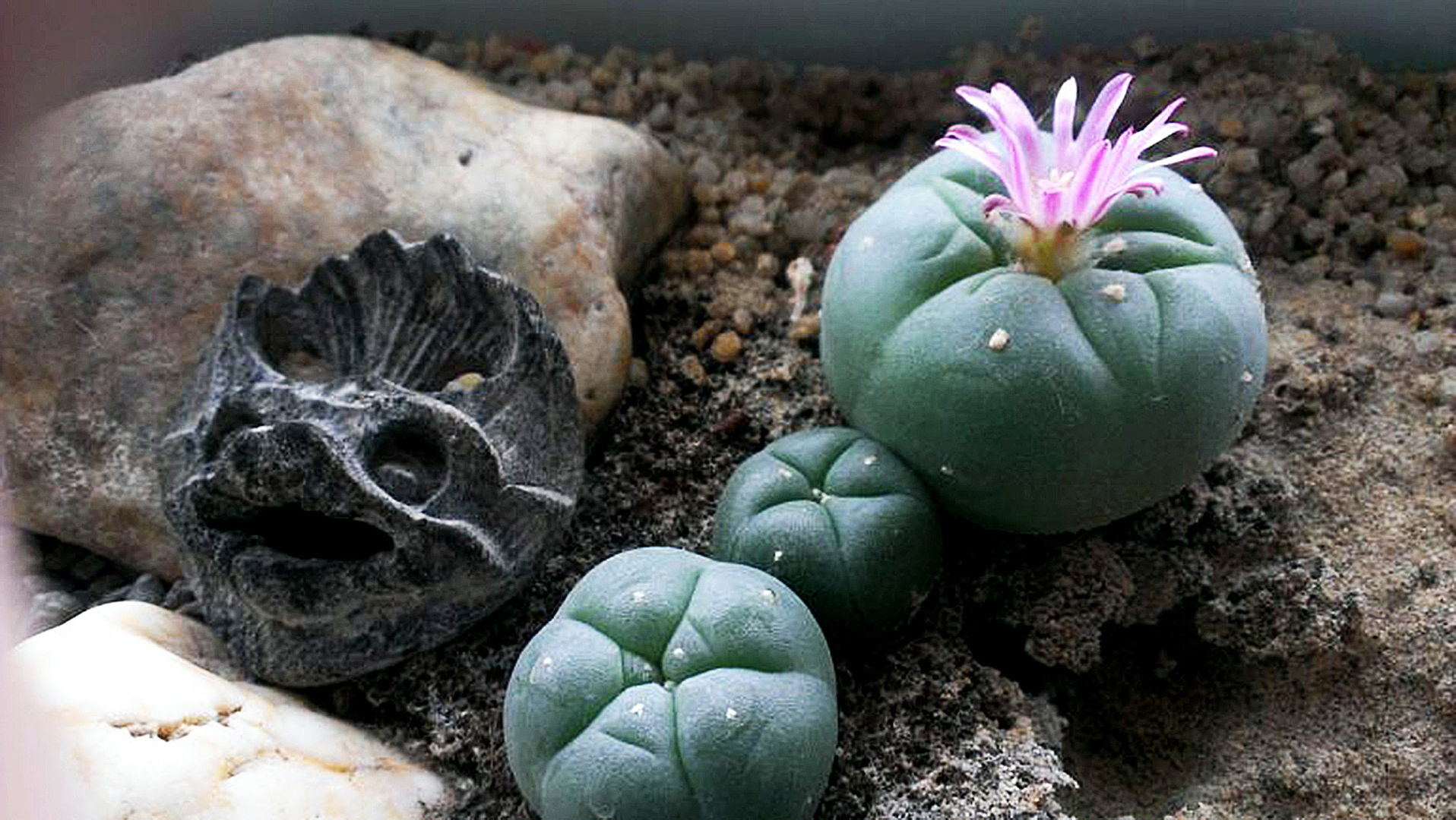 Что такое галлюциногенные Растения Силы? Это наркотики? Первая часть