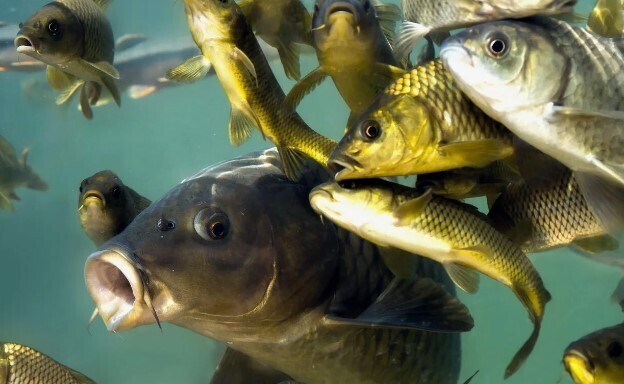 Глава Роспотребнадзора: "Молодёжь перестала есть этот продукт - нужны региональные меры". Что за продукт и почему так произошло?