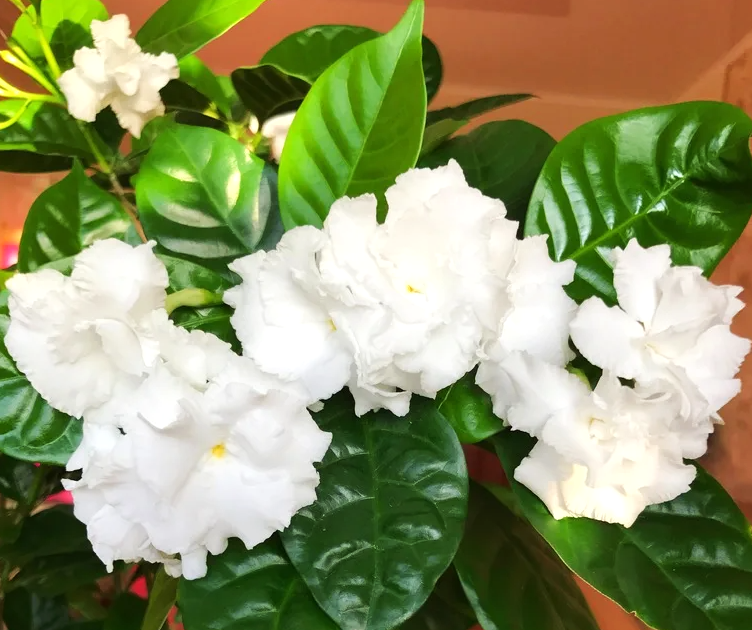 Табернемонтана Девириката нежный, красивый цветок