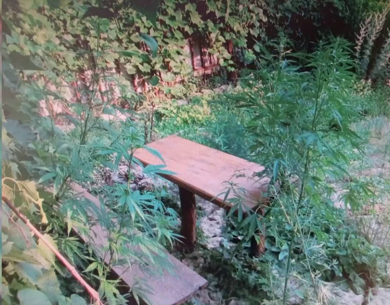 В Липецке у 44-летней дачницы нашли 290 кустов конопли