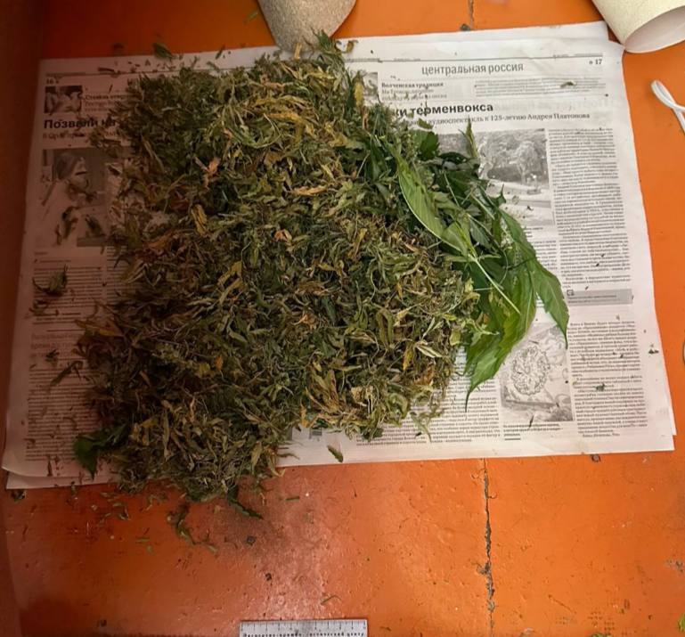 В Липецке у 44-летней дачницы нашли 290 кустов конопли