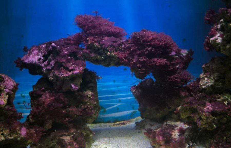 Исследуйте магию подводного мира. Знакомство с Москвариумом