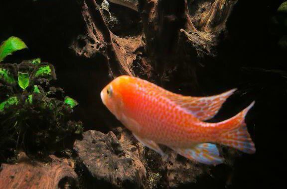 Исследуйте магию подводного мира. Знакомство с Москвариумом