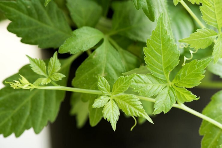 Гиностемма пятилистная- трава бессмертия или женьшень