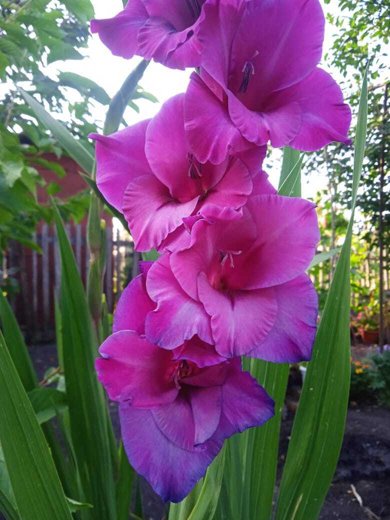 Гладиолусы: ильская цветочная прогулка по моей даче. Смотрим и наслаждаемся красотой цветов