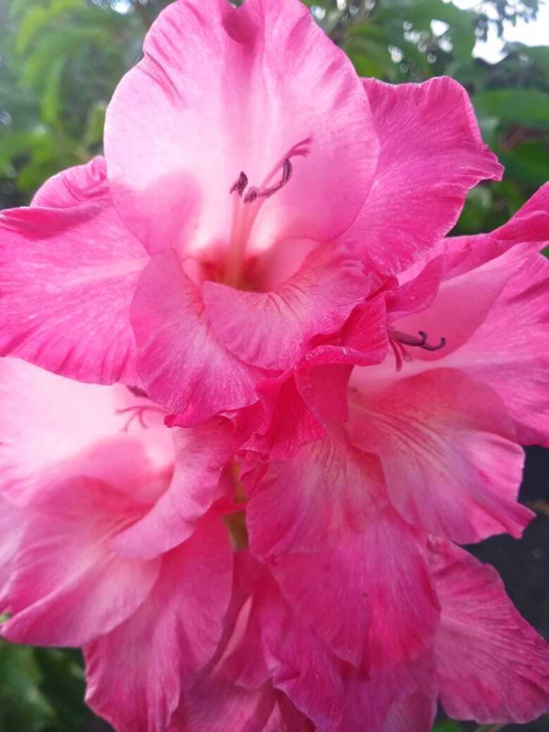 Гладиолусы: ильская цветочная прогулка по моей даче. Смотрим и наслаждаемся красотой цветов