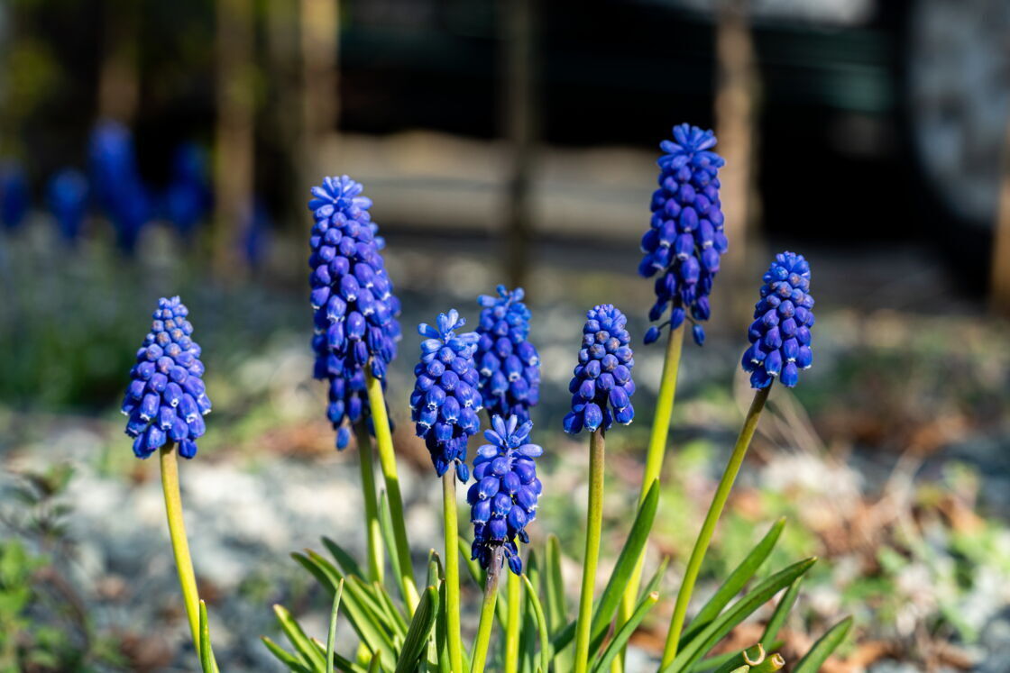 Будьте осторожны с этими зелеными растениями, токсичными для детей!