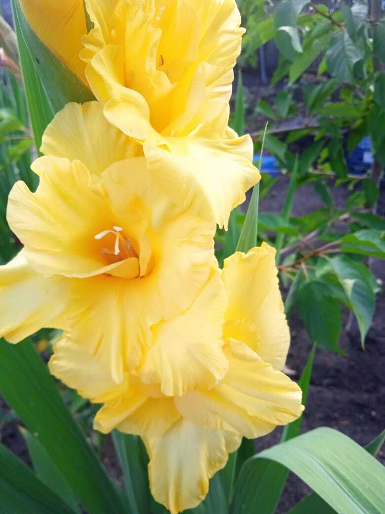 Гладиолусы: ильская цветочная прогулка по моей даче. Смотрим и наслаждаемся красотой цветов