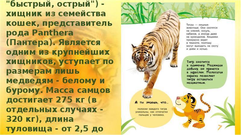 Про тигров. Сегодня - день защиты животных - Международный день Тигра. С праздником, Тигры!)))