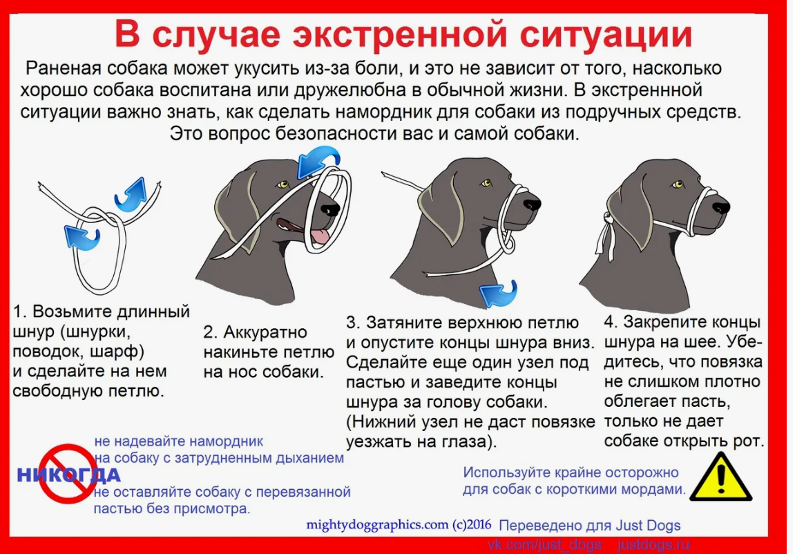 Важно знать! Список опасных пород собак сократился. Намордник: кому он нужен и почему?