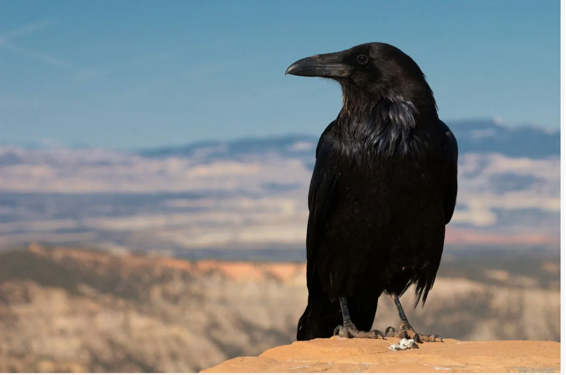 А вы знали? Поразительные факты о животных