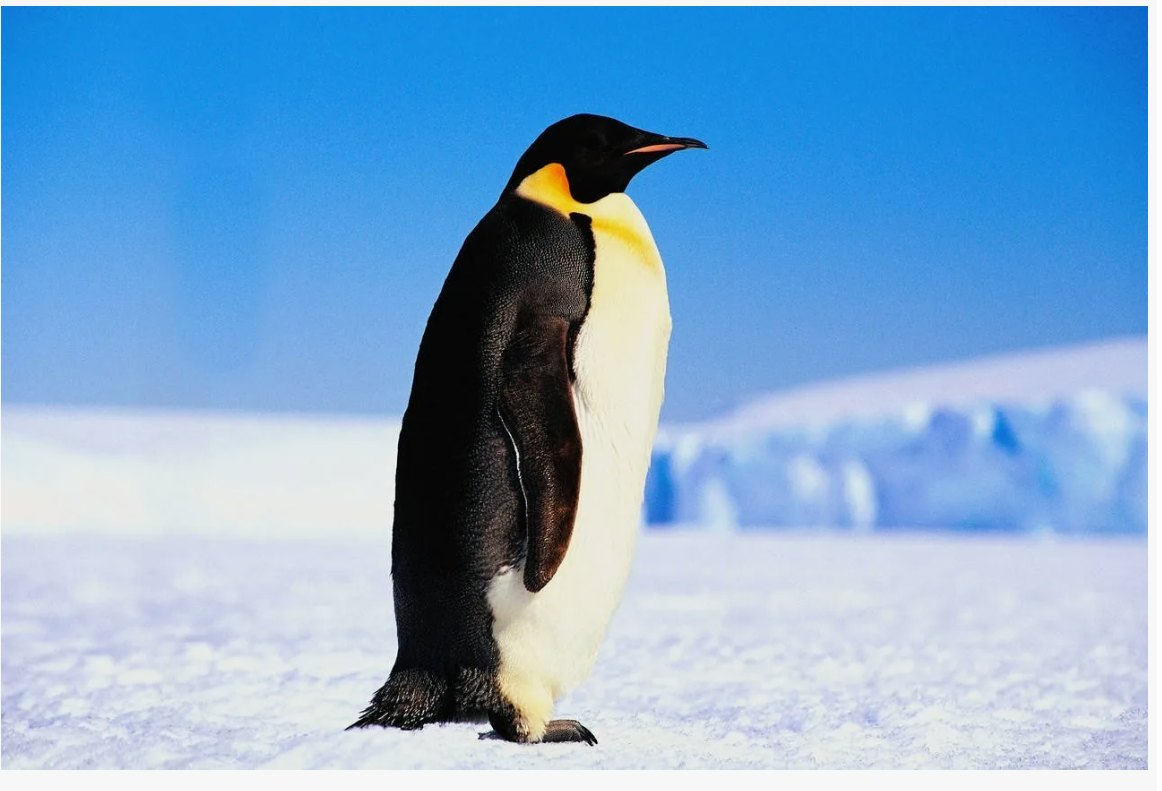 А вы знали? Поразительные факты о животных