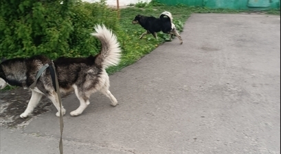 🍒Прежде чем покормить бездомную собаку хорошенько подумайте. Последствия могут быть неожиданными