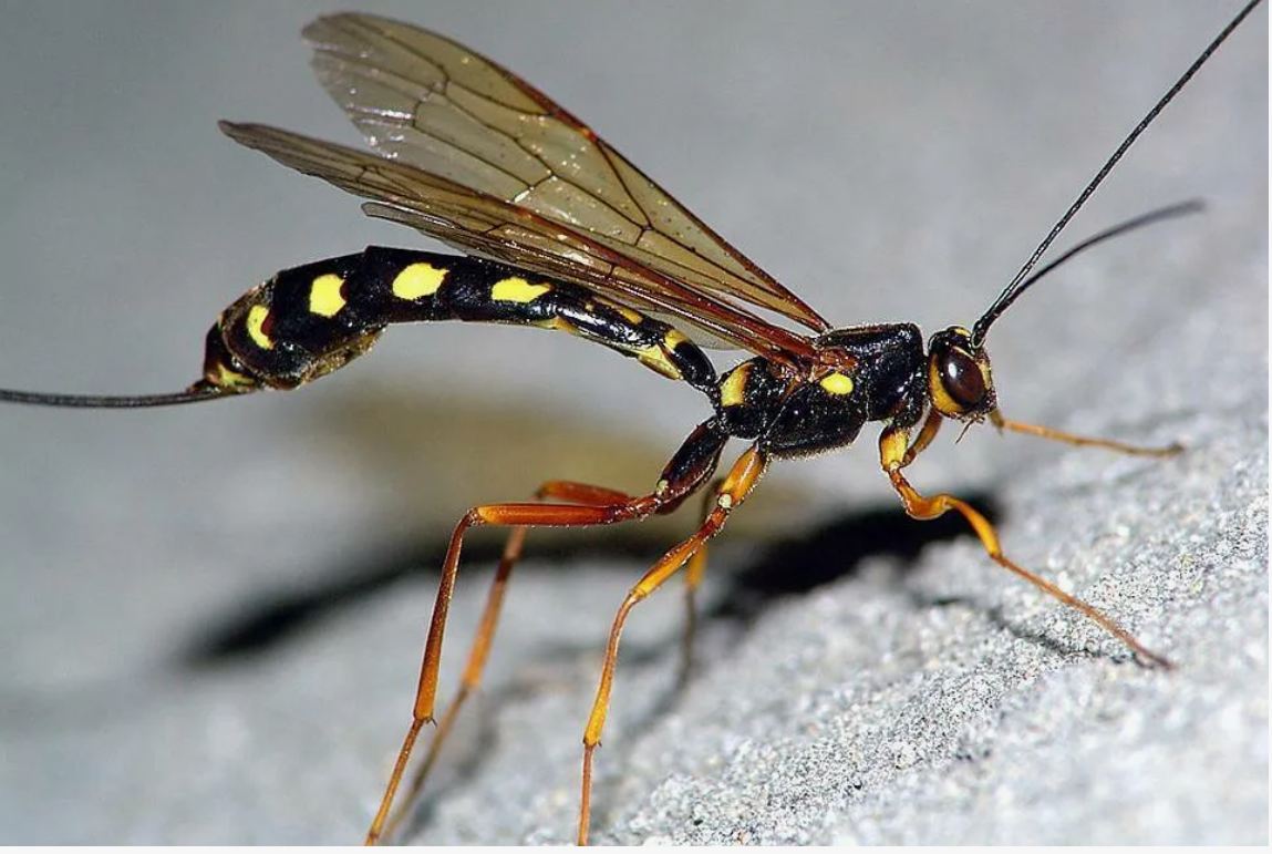 А вы знали? Поразительные факты о животных