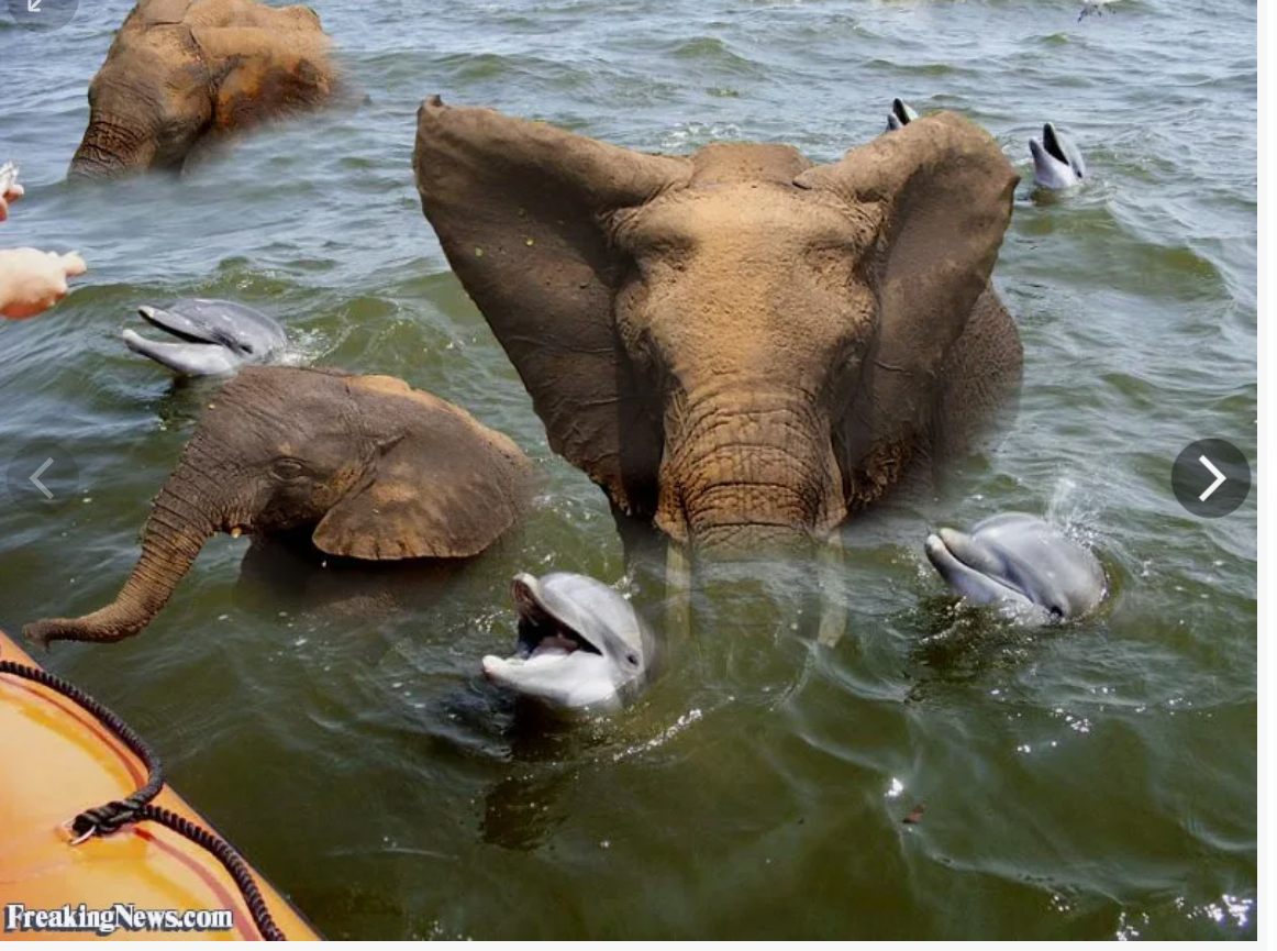 А вы знали? Поразительные факты о животных