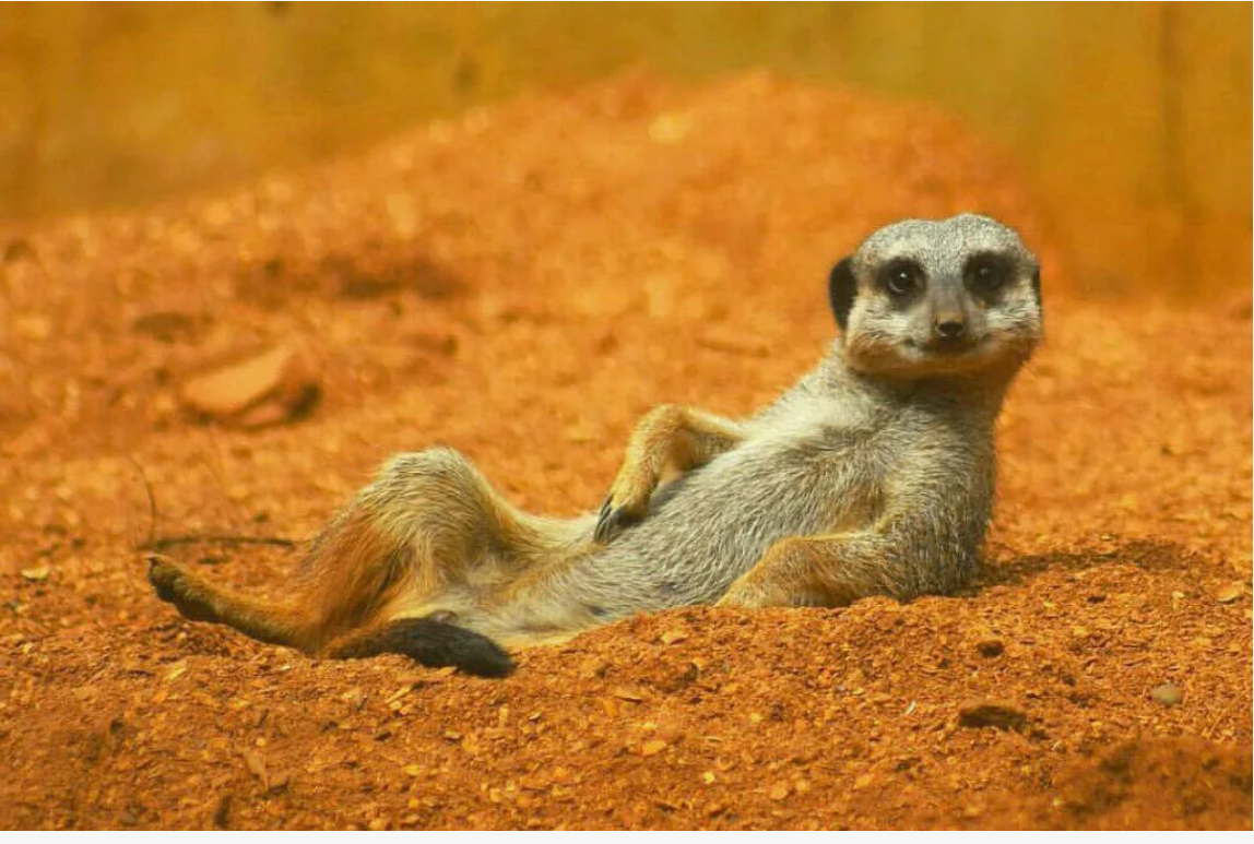 А вы знали? Поразительные факты о животных