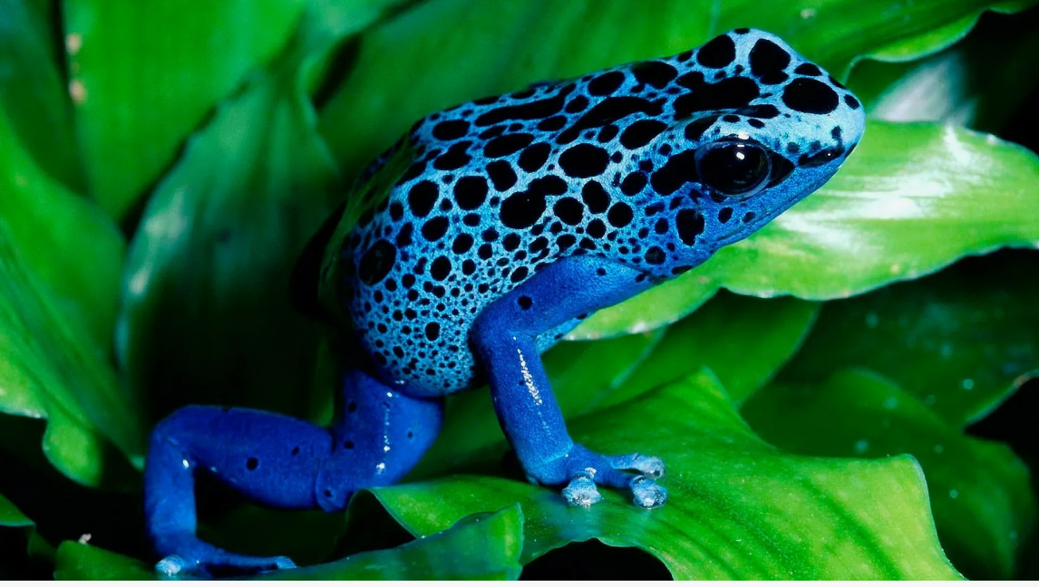 А вы знали? Поразительные факты о животных