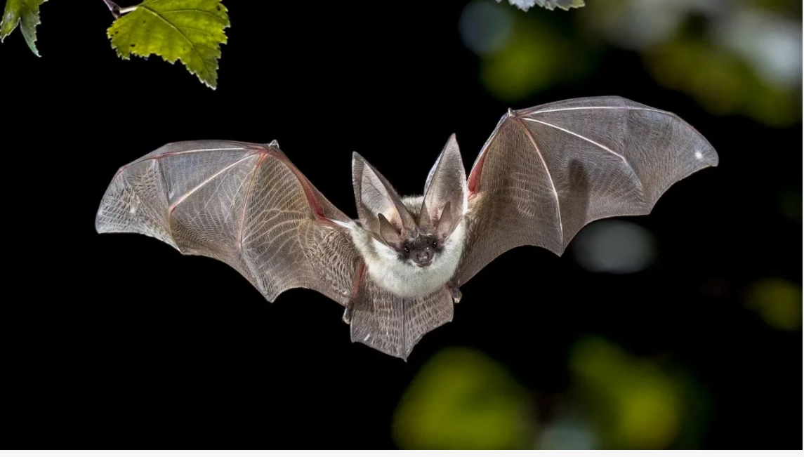 А вы знали? Поразительные факты о животных