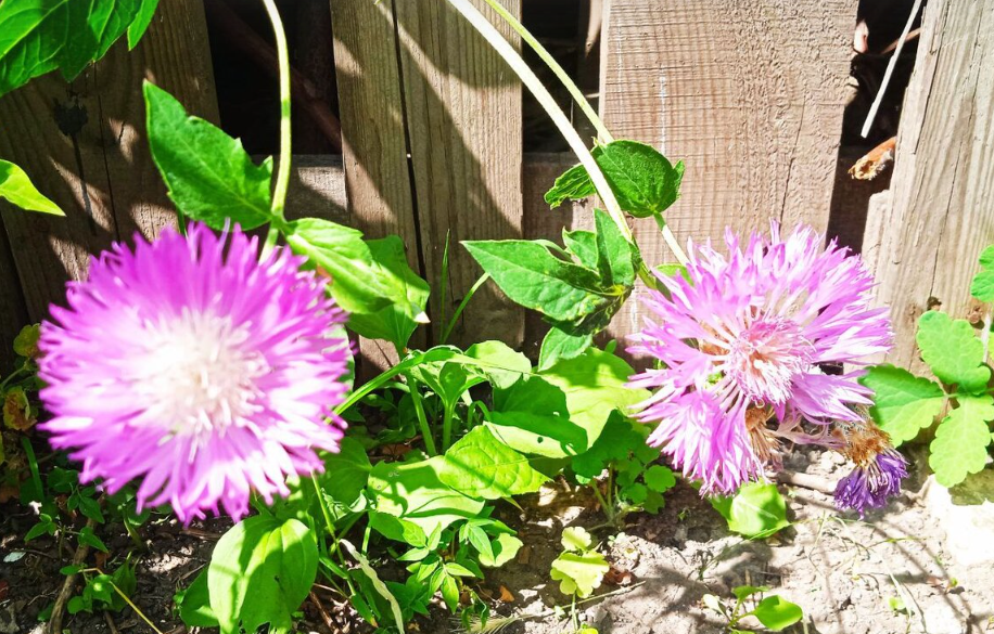 У мамы в саду все цветы на виду! За что я люблю лето