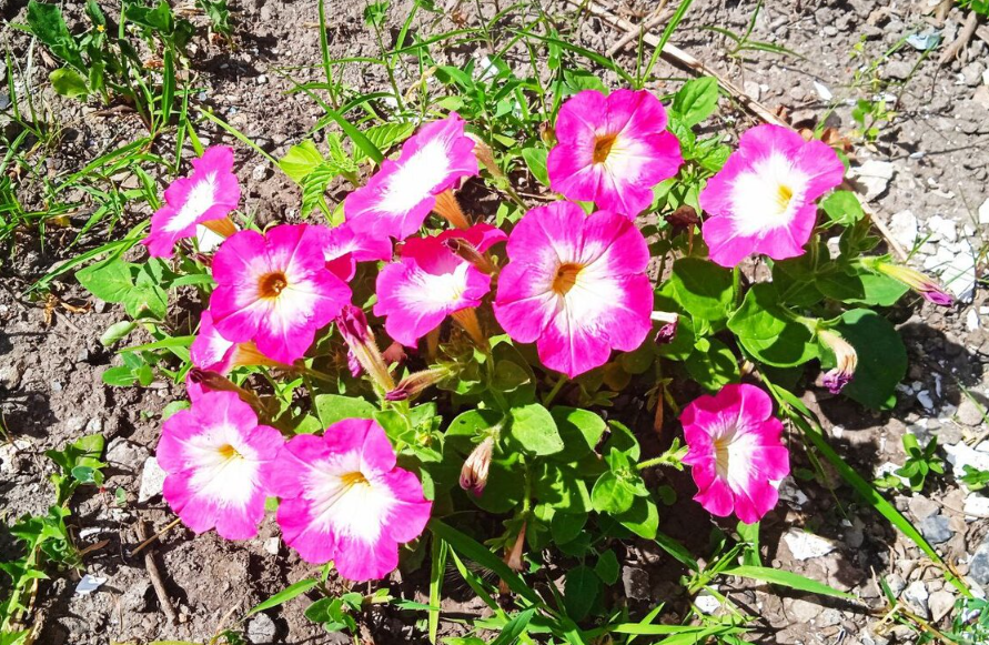 У мамы в саду все цветы на виду! За что я люблю лето