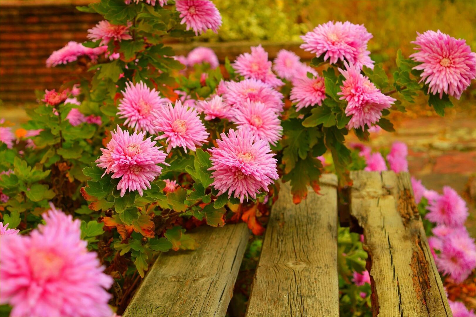 17 Цветов для Ярких Красок в Унылую Пору