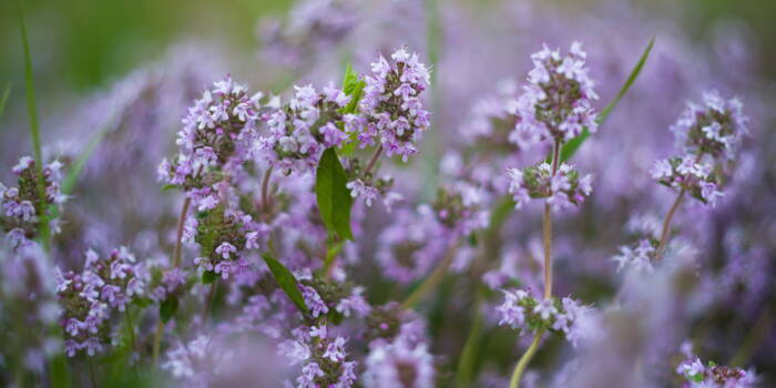 Здоровые рецепты с использованием тимьяна