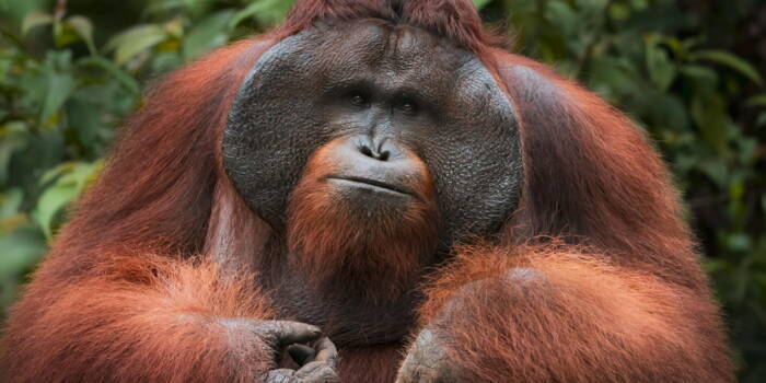 Невероятно, орангутан обработал свою рану лекарственным растением.