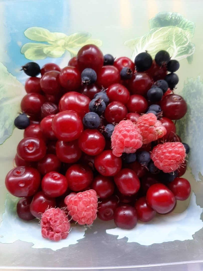 Мои деревенские цветы этого лета: что удалось вырастить на своем земельном участке. Личный опыт выращивания