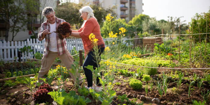 Как создать городской огород?