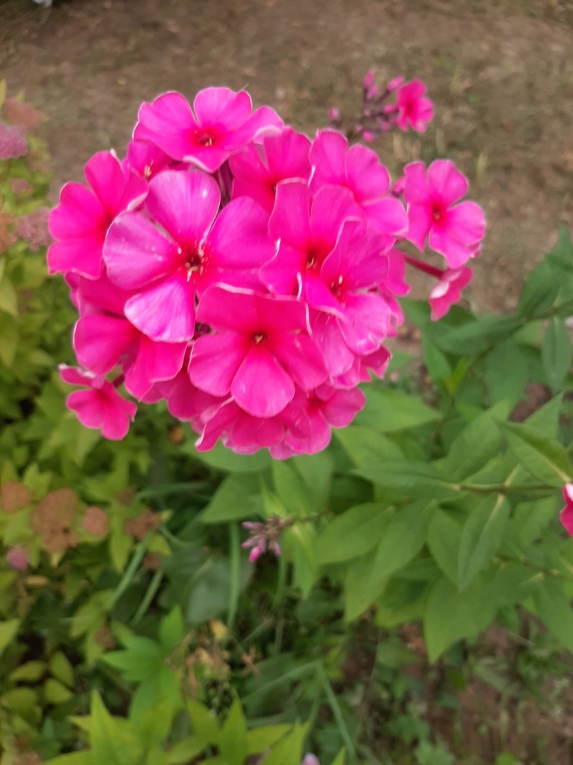 Мои деревенские цветы этого лета: что удалось вырастить на своем земельном участке. Личный опыт выращивания