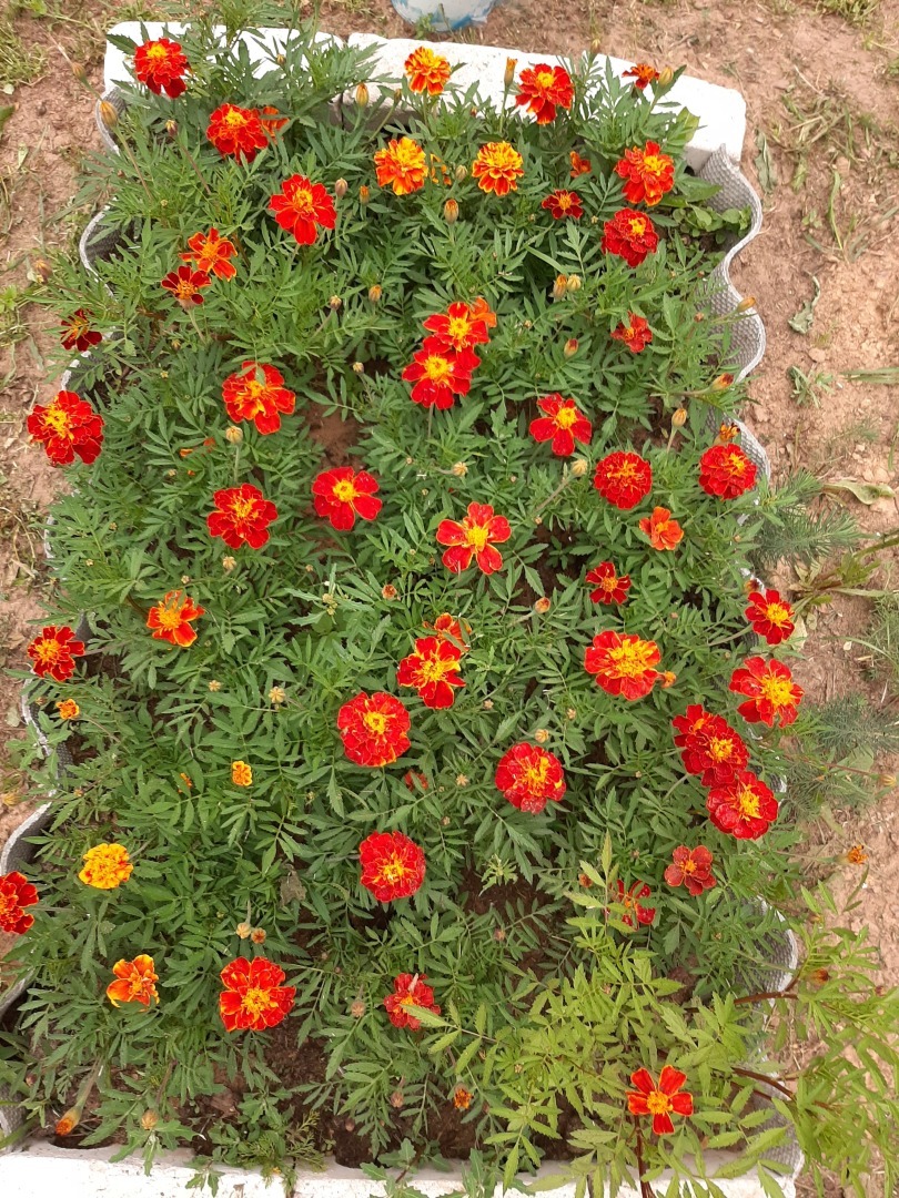 Мои деревенские цветы этого лета: что удалось вырастить на своем земельном участке. Личный опыт выращивания