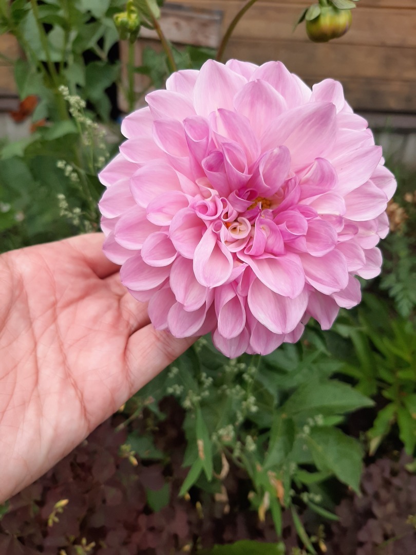 Мои деревенские цветы этого лета: что удалось вырастить на своем земельном участке. Личный опыт выращивания