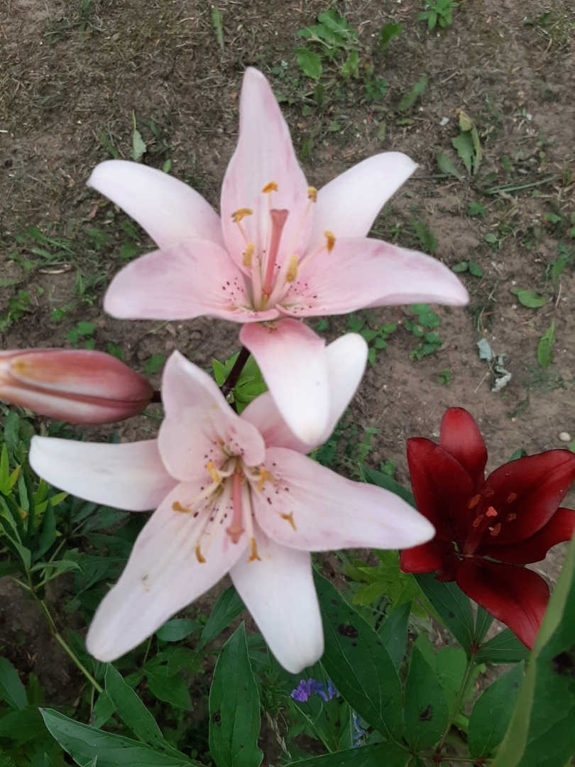 Мои деревенские цветы этого лета: что удалось вырастить на своем земельном участке. Личный опыт выращивания