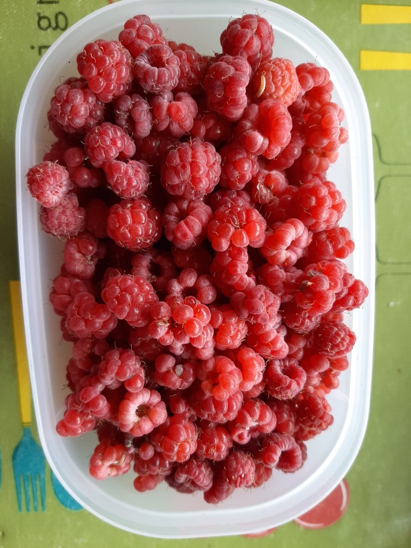 Мои деревенские цветы этого лета: что удалось вырастить на своем земельном участке. Личный опыт выращивания