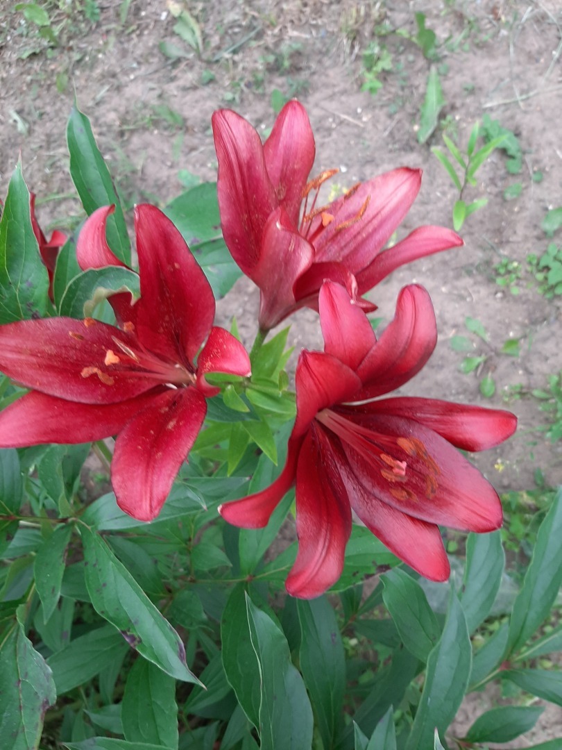 Мои деревенские цветы этого лета: что удалось вырастить на своем земельном участке. Личный опыт выращивания