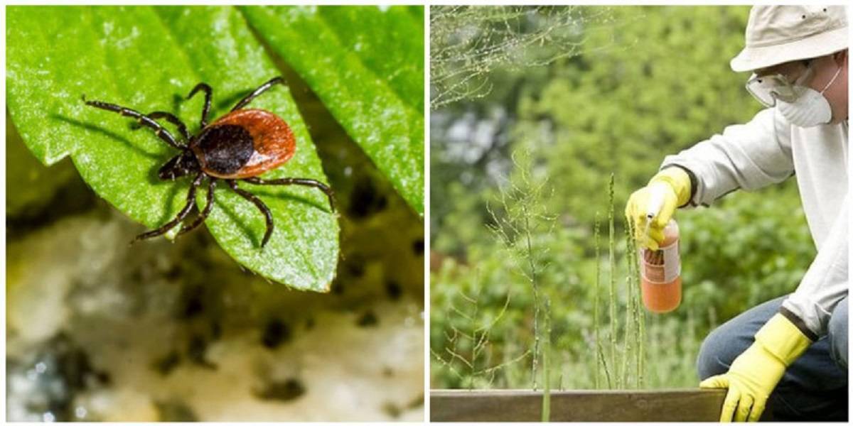 "Клещи: Меры предосторожности и защита от укусов"