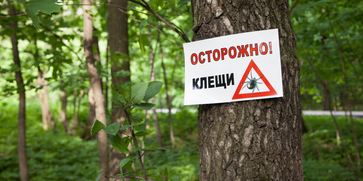 "Клещи: Меры предосторожности и защита от укусов"