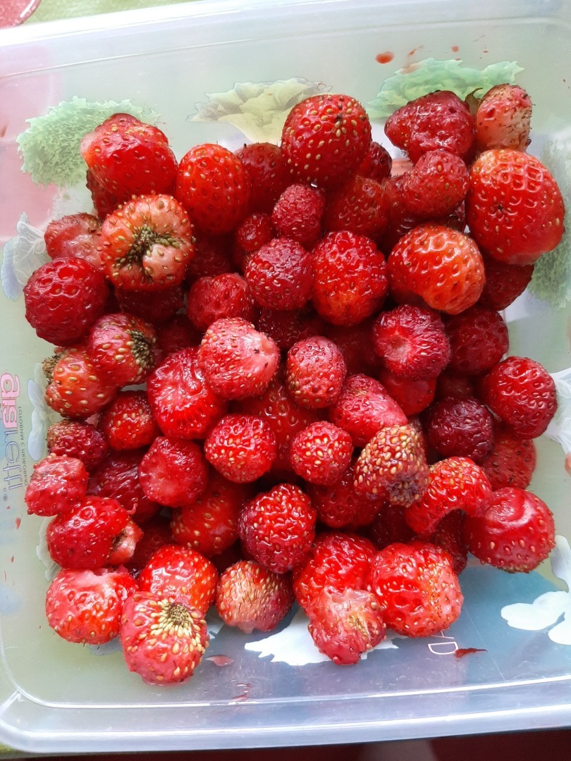 Мои деревенские цветы этого лета: что удалось вырастить на своем земельном участке. Личный опыт выращивания