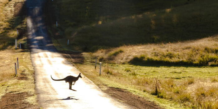 Самые опасные животные Австралии