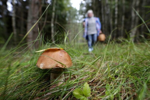 Грибной сезон в самом разгаре! Как не насобирать в лукошко на уголовную ответственность?