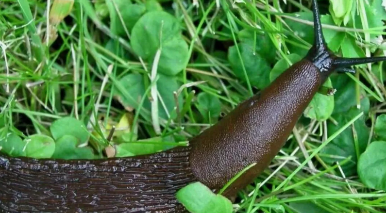 Слизни в саду и огороде: как избавиться от скользких захватчиков