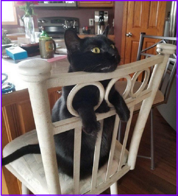 ✔️Котопозитивчик в Самый Важный День🤗