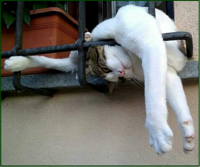 ✔️Котопозитивчик в Самый Важный День🤗