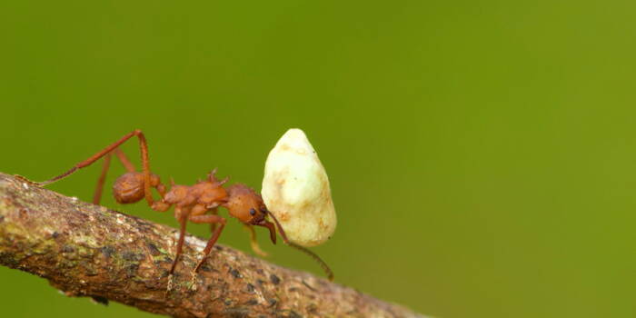 Как муравьям удается переносить грузы тяжелее их самих?