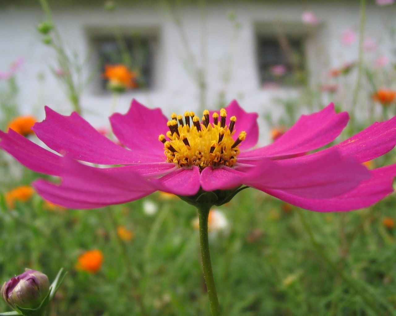 Посеял бархатцы и космею. Утром еще немного и полил все это дело. Результат? Особо никакого не вижу.