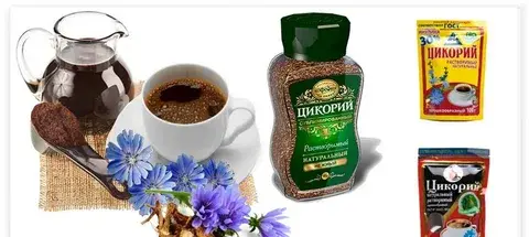 Цикорий: в чем польза и в каком виде его употребляют