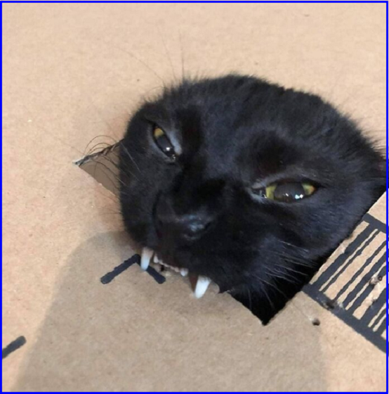 ✔️Котопозитивчик в Самый Важный День🤗